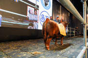 La genética Angus volvió a romper marcas: $81 millones por el 50% de un ternero colorado de la Patagonia