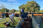 Ruralistas rechazaron el nuevo sistema de trazabilidad veterinaria del Senasa