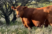 Ganadería en la Patagonia: cómo la producción se convierte en resultados económicos