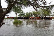 El Niño: recomiendan anticipar medidas en los sistemas ganaderos