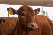 Del ojo del jurado al frigorífico: el Block Test que busca medir la calidad de la carne