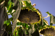 El agro se acercó a los US$32.000 millones y estos fueron los sectores que más crecieron