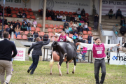 La mirada de un jurado estadounidense sobr las vacas lecheras argentinas