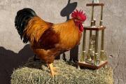 FINALIZÓ LA 151° EXPOSICIÓN DE AVES Y CONEJOS DE BAHÍA BLANCA