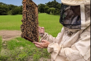 Alertan sobre la necesidad de fortalecer la vigilancia sanitaria de las abejas