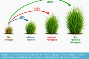 Acortar el invierno: cómo manejar la fertilización para producir más pasto