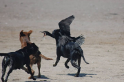 Lobos: el comportamiento depredador del perro salvaje que amenaza la ganadería en Patagonia