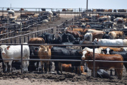 La inteligencia artificial empieza a meterse en los feedlots argentinos
