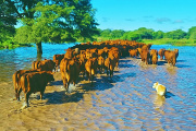 Anticiparse al agua: las claves del INTA para preservar al rodeo
