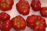 Recuperan casi 200 variedades criollas de tomate que estaban en bancos de germoplasma del exterior
