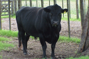 Desarrollo Agrario recuerda testear la sanidad los reproductores frente a la cercanía del período de entore de la vacas