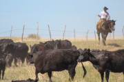 Alfredo Di Costanzo, de la Universidad de Minnesota, y un éxito de EE.UU. ahora bajo presión: productores de 80 años con 500 vacas sin herederos