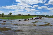 Corrientes: la crecida del Paraná obliga a evacuar casi 60.000 vacunos de las islas
