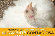 Newcastle en Brasil: Argentina restringió las importaciones aviares de una zona afectada