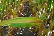 Cómo aprovechar la lluvia para potenciar los rindes