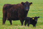 La nutrición de la vaca puede definir el futuro productivo del ternero