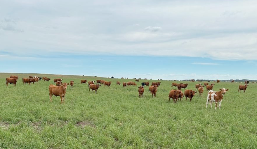 Implantación de pasturas: lo que hay que saber