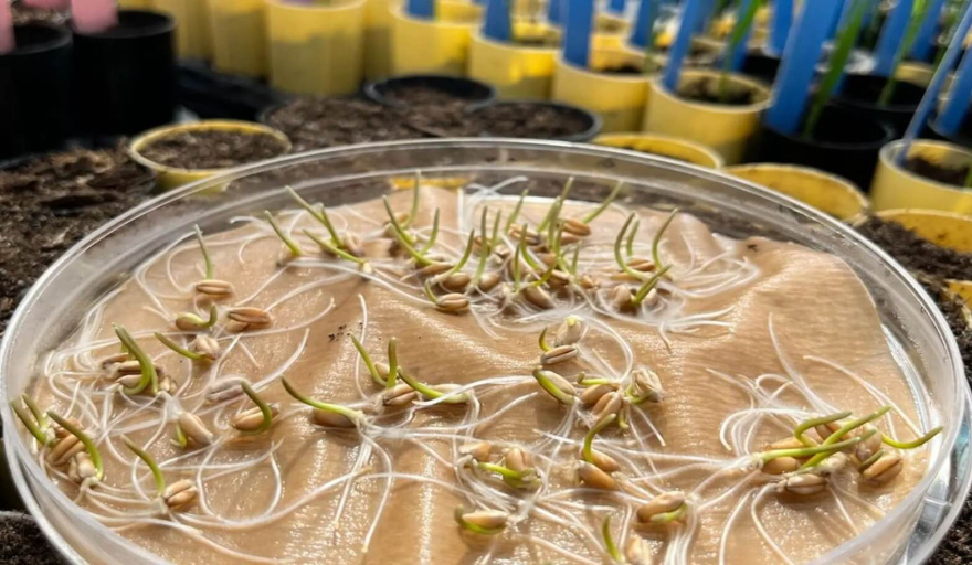 El secreto oculto del trigo: descubrieron un componente en su ADN que eleva los rindes 5%