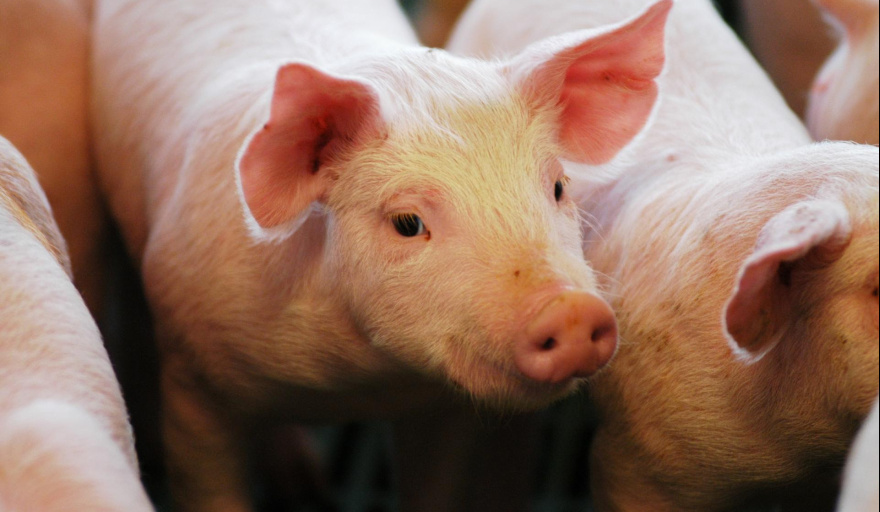 El sector porcino cerró el 2025 con récord de faena y consumo