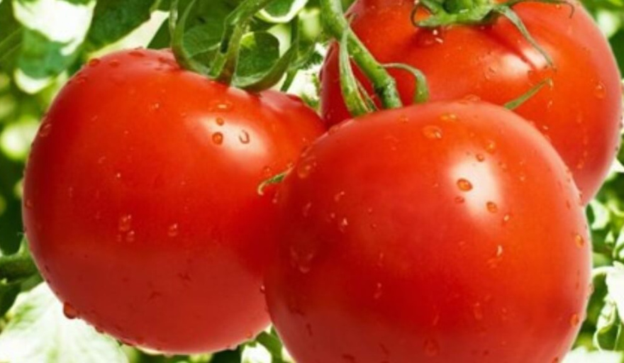 En una campaña “rara”, el tomate busca tomar color: se derrumbó la siembra, pero la cosecha tiene buena calidad