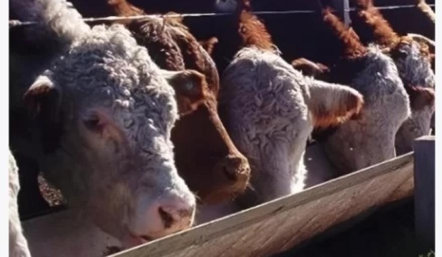 Hilario Ascasubi: presentarán el nuevo concentrado proteico “Limiter” para mejorar la eficiencia en la producción de carne